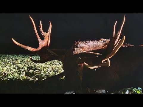 Видео: Как вабить / манить лося. Лось на вабу.