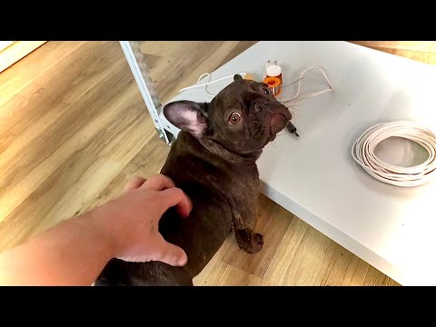 Видео: делаем ПОДСВЕТКУ для ОРХИДЕЙ в СТЕЛЛАЖЕ с ДОЧЕЙ подробное видео монтажа светильников