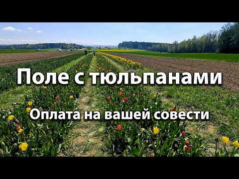 Видео: 🇩🇪 Blumen. Поле тюльпанов. Германия. 30/04/2023  OK-TV