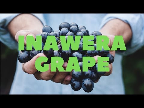 Видео: Самозамес и Миксология. Inawera Grape