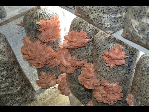 Видео: Грибы "Вешенка". Субстрат. Как правильно приготовить субстрат.