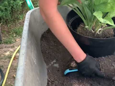 Видео: ХОСТЫ МОЖНО ВЫРАЩИВАТЬ ДАЖЕ В ГОРШКАХ