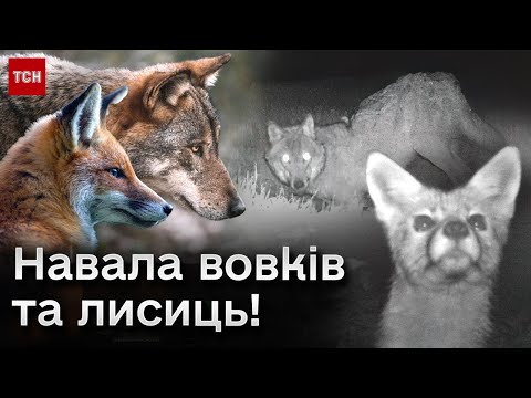 Видео: 😱⚡ Цього ще не вистачало! Навала вовків та лисиць!
