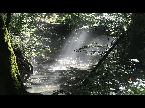 Видео: Как найти воду в лесу | Методика поиска | Подготовка воды
