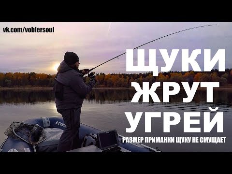 Видео: Щуки Жрут Угрей! Размер Приманки для Осенней Щуки. Рыбалка на Озере. Октябрь 2018