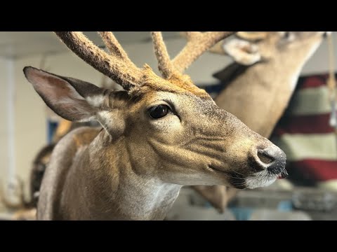 Видео: Надеваю ЭТОГО бархатного оленя! Самая тонкая накидка на свете!