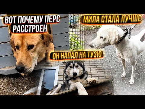 Видео: Как проходит воспитание Милы. Хася напал на Тузика, а тот на Малыша🤦‍♀️ Перс разочаровался.