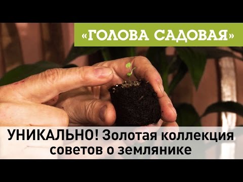 Видео: Голова садовая - УНИКАЛЬНО! Золотая коллекция советов о землянике