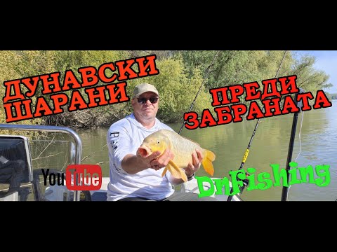 Видео: ДУНАВСКИ ШАРАНИ преди забраната !  Wild carp fishing! Danube RIVER carp fishing !!!