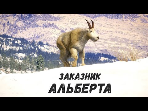 Видео: ОХОТА В КАНАДЕ. АЛЬБЕРТА - НАПАДЕНИЕ СТАИ - TheHunter Call of the Wild # 1
