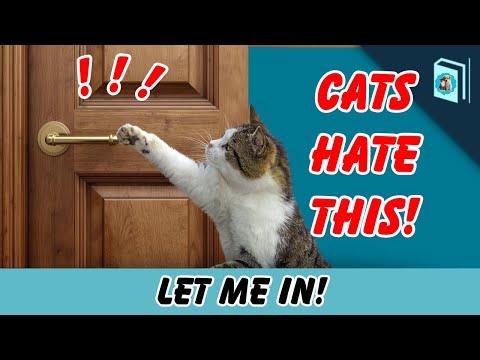 Видео: Почему кошки ненавидят закрытые двери?Серия «Странное поведение домашних животных»