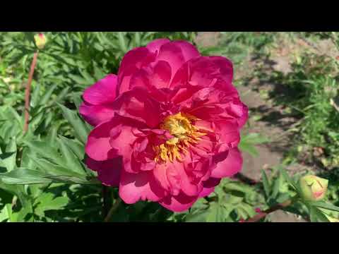 Видео: Пион 'New Millennium'