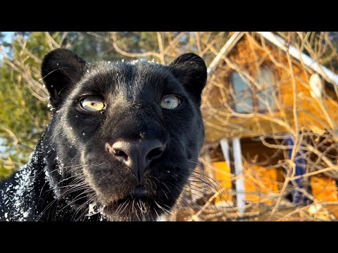 Видео: Пантера Луна научилась спускаться с крыши 🙈Развлечения на участке