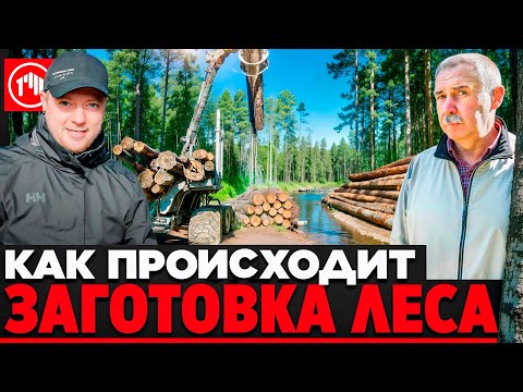 Видео: Финские технологии vs русская смекалка: кто заготавливает лес лучше?
