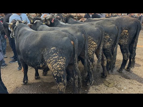 Видео: 25 октября 2025 г АНДИЖОН ХУЖАОБОД МОЛ БОЗОРИ КАТТА СЕМИЗ НОВВОСЛАР НАРХЛАРИ ANDIJON XOʻJAOBOD MOL