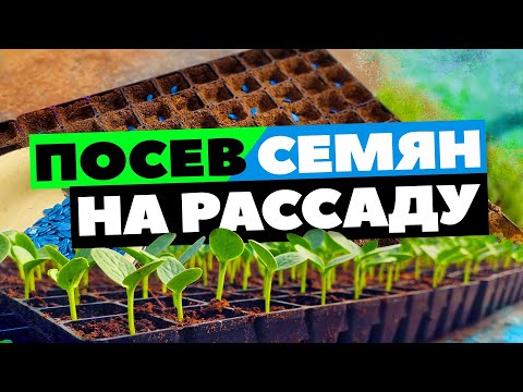Видео: Посев семян на рассаду в кассеты 🌱🍉 23 04 22