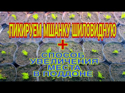 Видео: Мшанка шиловидная, пикируем!!! Способ увлечение места в поддоне!!!