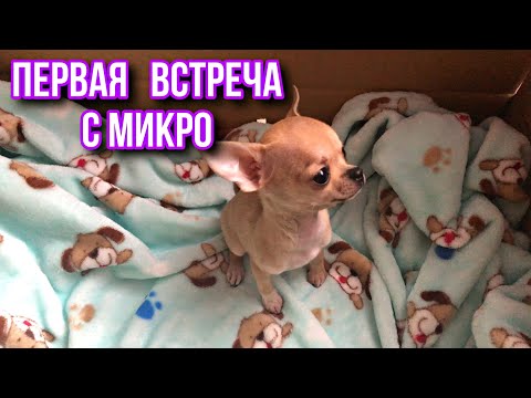 Видео: Чихуахуа по кличке Флекси.