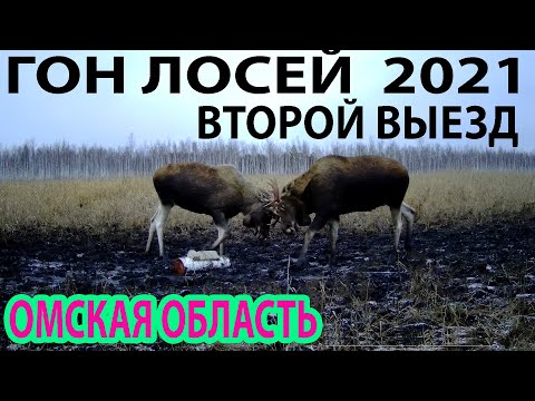 Видео: Гон лосей2021 Второй выезд Омская область