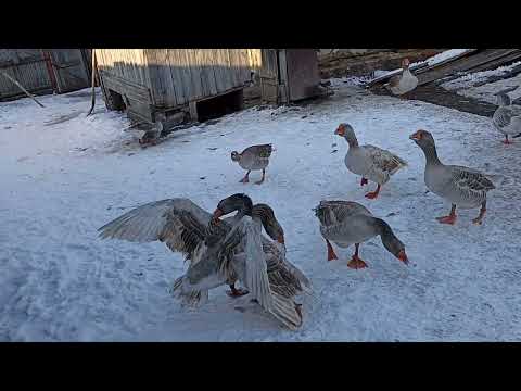 Видео: Гуси Горьковские