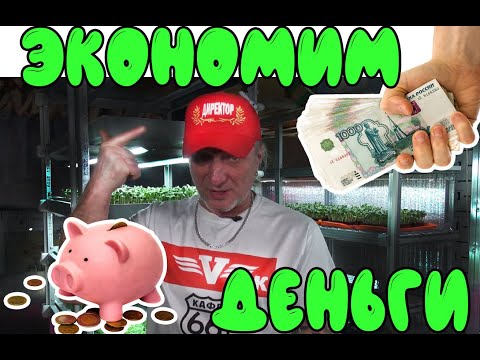 Видео: Бюджетная гидропоника для микрозелени.