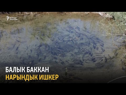 Видео: Балык баккандар колдоого муктаж