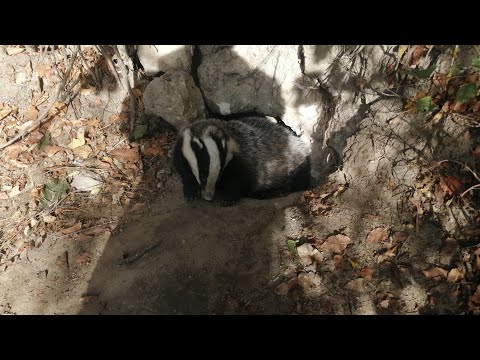 Видео: охота на барсука капканами, удачноя проверка.