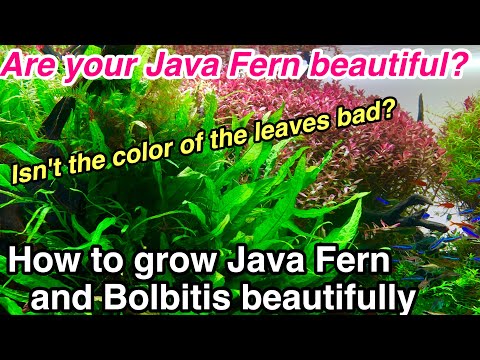 Видео: Как вырастить папоротник яванский (Microsorum) и больбитис в аквариуме (профилактика болезней пап...