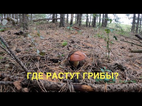 Видео: Где растут грибы?