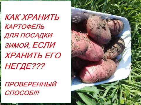 Видео: Зимнее хранение посадочного картофеля в яме в огороде_Winter storage of potatoes in the garden