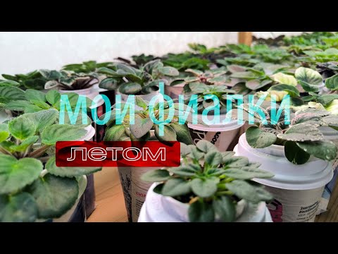 Видео: Почему мои фиалки без цветов в разгар лета?