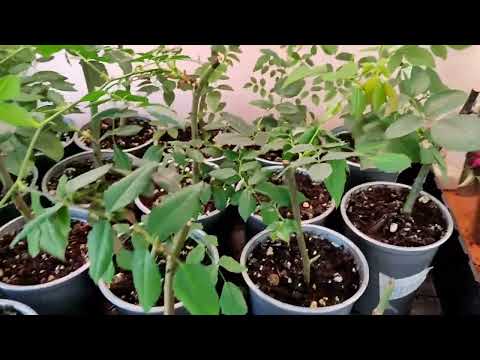 Видео: Черенкование роз методом бурито - результат спустя три месяца. Как выглядят мои розы.