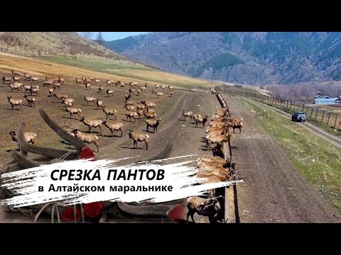 Видео: КАК ДОБЫВАЮТ ПАНТЫ МАРАЛА / Видео не для СЛАБОНЕРВНЫХ
