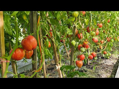 Видео: Как победить кладоспориоз (бурую пятнистость ) на томатах.  Хватает одной профилактической обработки