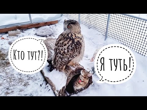 Видео: Кошка Морошка пришла проверить, как там сова филин Ёлка под снегом, можно троллить?
