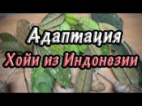 Видео: Адаптация  хойи из Индонезии