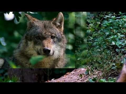 Видео: Я скучаю по тебе - Вадим Егоров