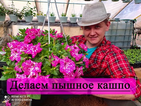 Видео: Петуния. Как сформировать самое пышное кашпо?