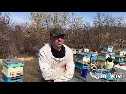 Видео: Главная весенняя ревизия и сокращение гнёзд