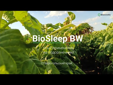 Видео: Репортаж с полей. Опыт применения BioSleep BW против хлопковой совки на подсолнечнике