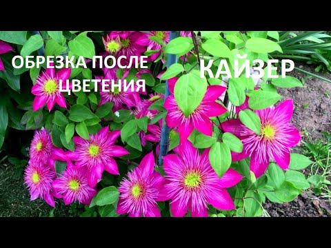 Видео: ОБЯЗАТЕЛЬНО  сделайте эту обрезку  КЛЕМАТИСАМ 2-й группы после цветения !!!  Обрезаю  КАЙЗЕР