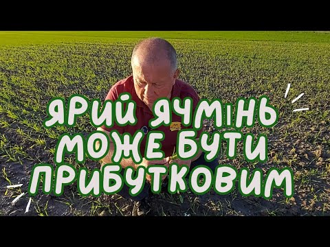 Видео: Ярий ячмінь | Oсновнi 🤨  помилки при вирощуванні |