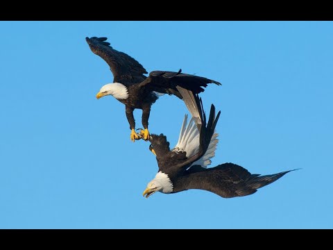 Видео: Моногамные  Птицы  ТОП-5 Однолюбов Мало Кто Знает
