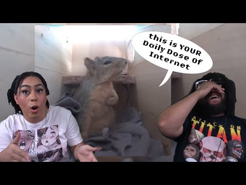 Видео: Кто так шумит?! | Ежедневная доза Интернета