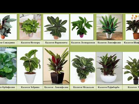 Видео: Калатея гүлінің күтімі. Калатея гүлінің көбеюі. Үй гүлдері күтімі. Үй гүлдері көбеюі. Гүлдер әлемі