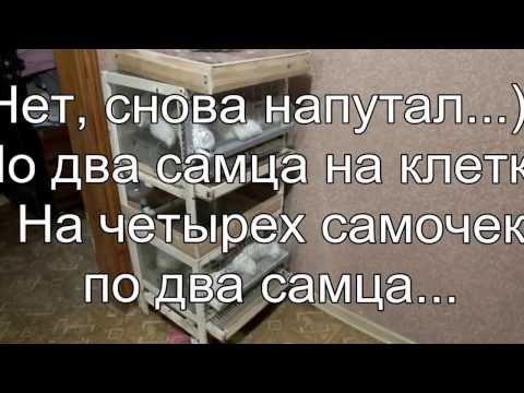 Видео: Перепела в квартире