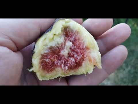 Видео: Вкусные инжиры, как удобряю.