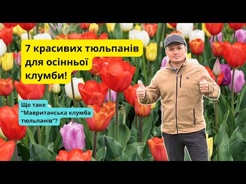 Видео: Мавританська композиція на тюльпановій клумбі!