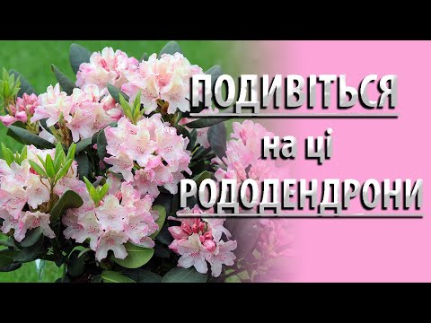Видео: Какой вид рододендрона после цветения??? #садоводство #рододендрон #цветы