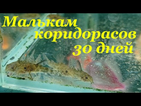 Видео: Крапчатый сомик за 30 дней Крапчатый сомик размножение Мальки коридораса крапчатого